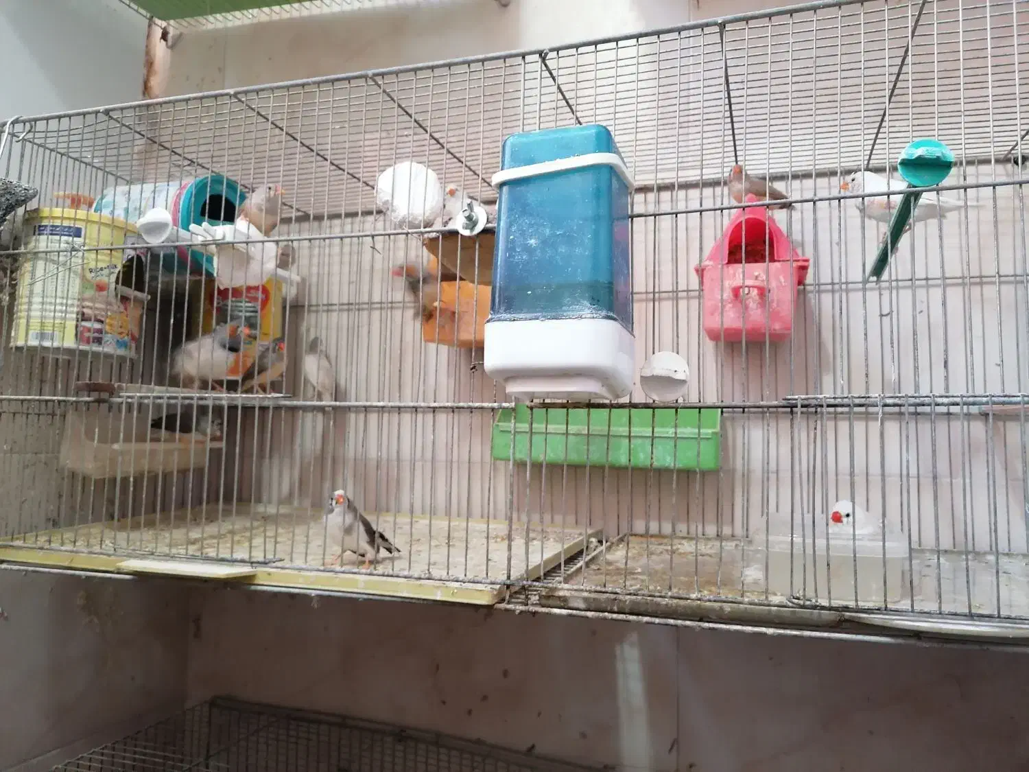 فنچ عمده|پرنده|شاهین‌شهر, مخابرات (شهید بهشتی)|دیوار