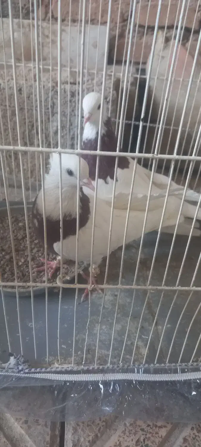 طوقی سرخ|پرنده|قائن, |دیوار