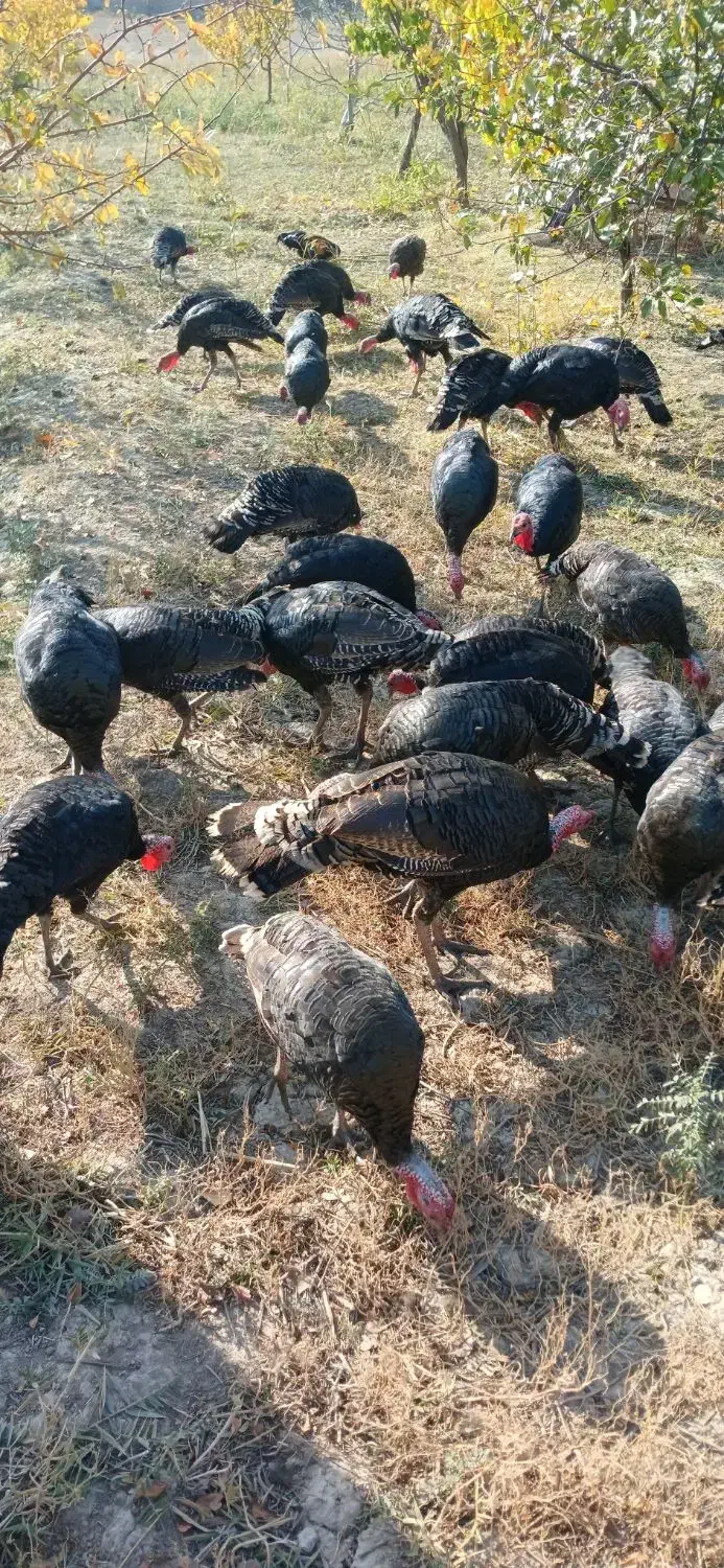 فروش بوقلمون ۶ ماهه|حیوانات مزرعه|سیه رود, |دیوار