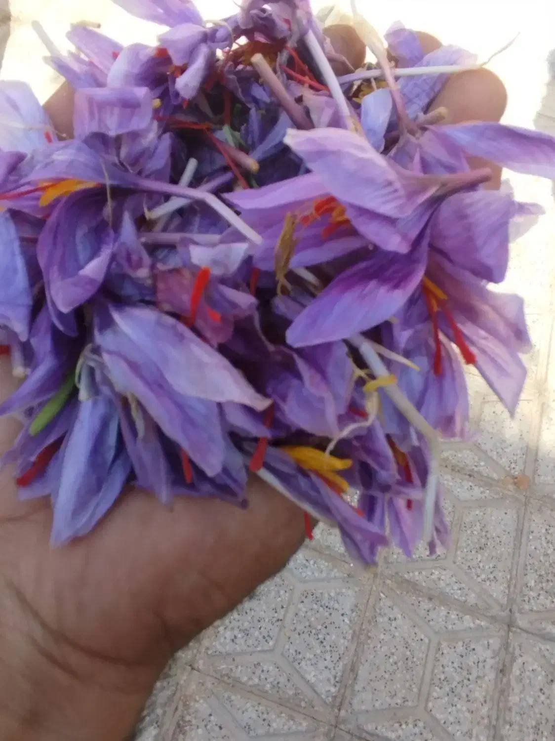 خرید و فروش گل زعفران(استعلام روزانه قیمت)|خوردنی و آشامیدنی|قائن, |دیوار