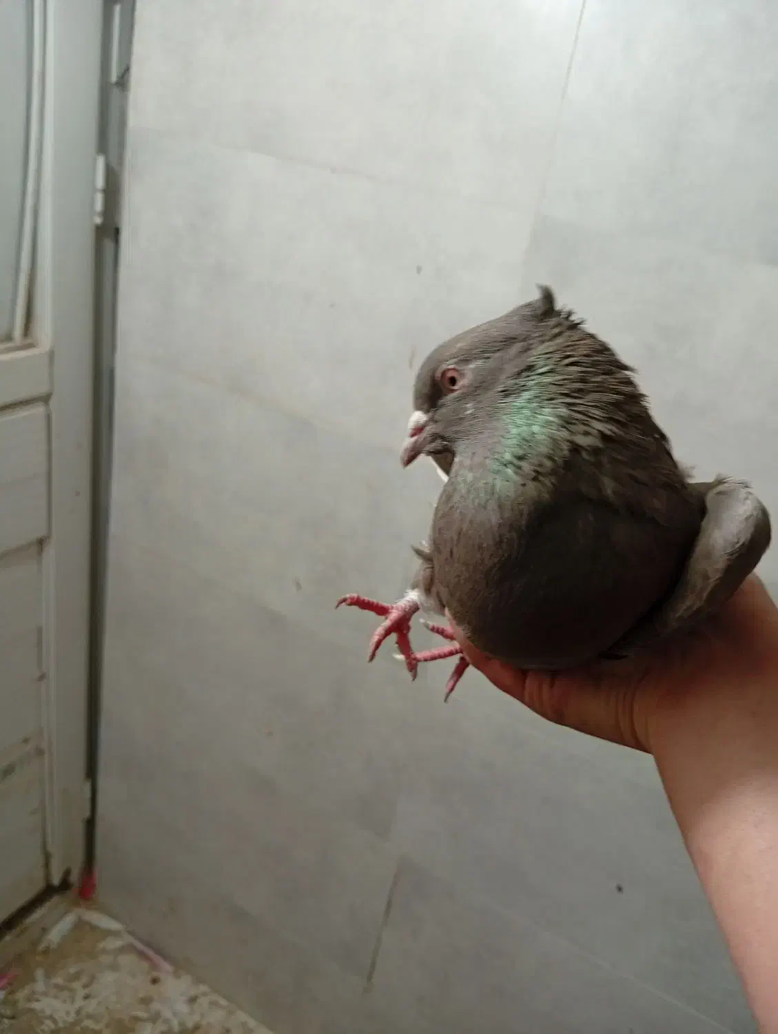 ماکت کبوتر|مجسمه، تندیس، ماکت|ایلام, |دیوار