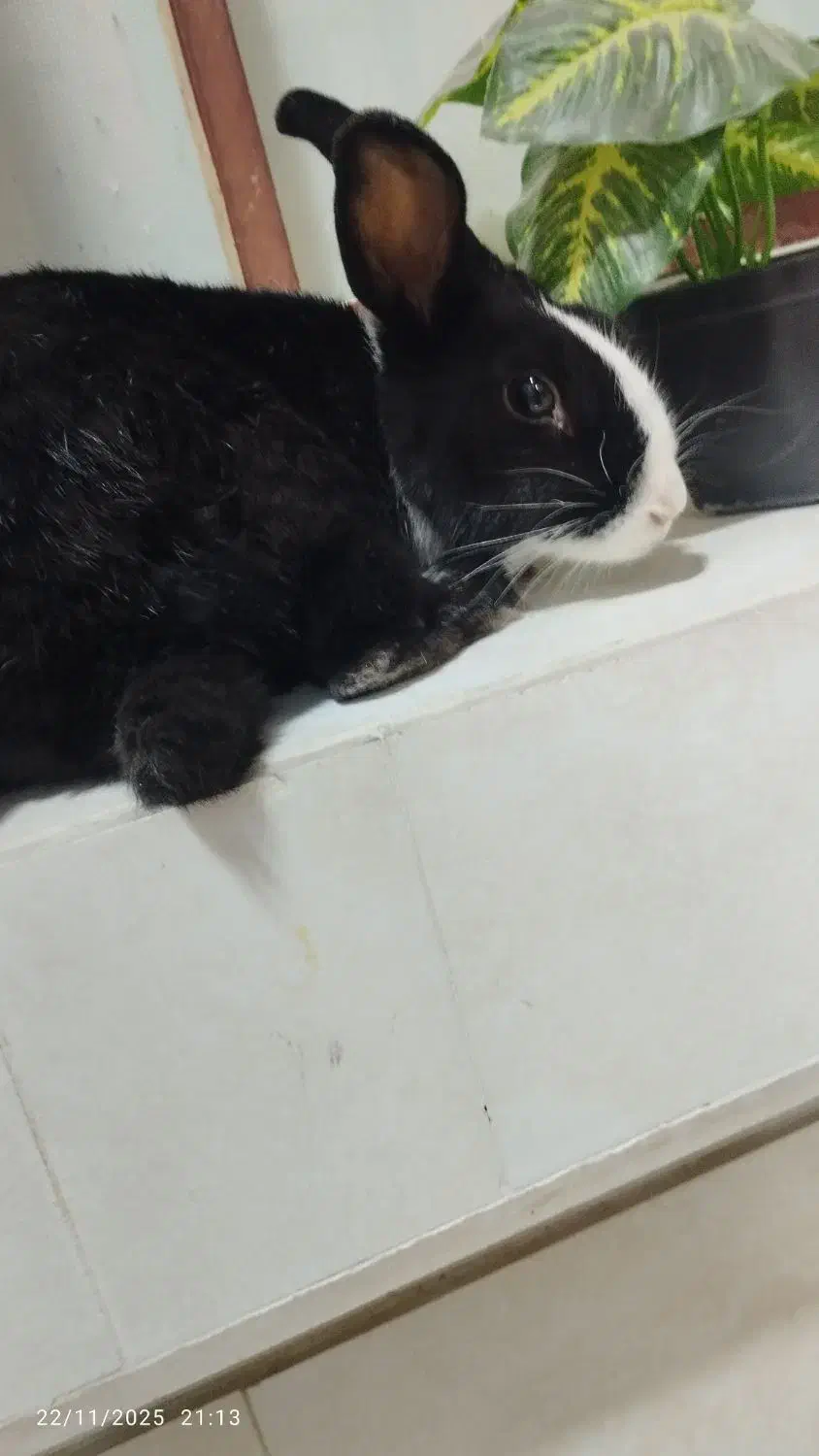 خرگوش|موش و خرگوش|ایذه, |دیوار