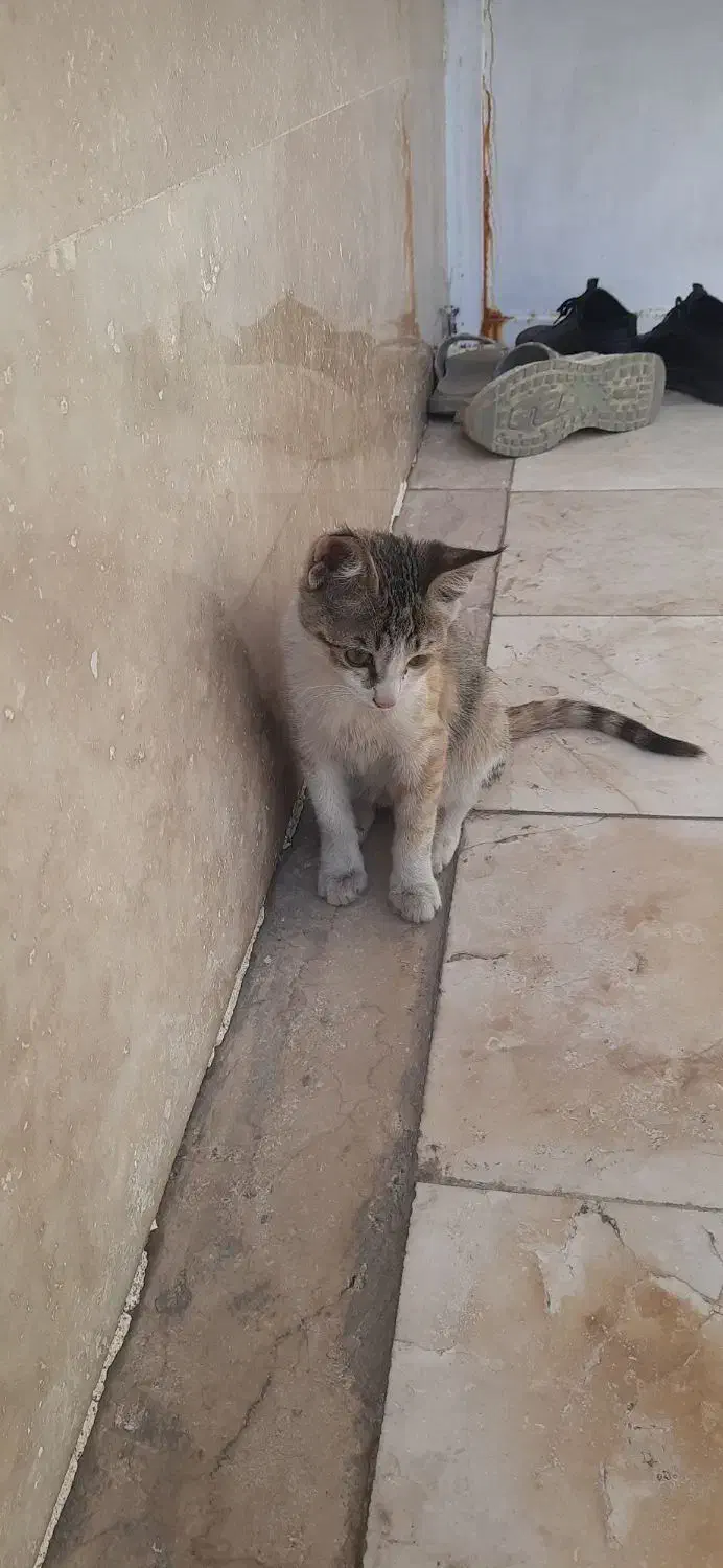 گربه گمشده|گربه|ساوه, |دیوار