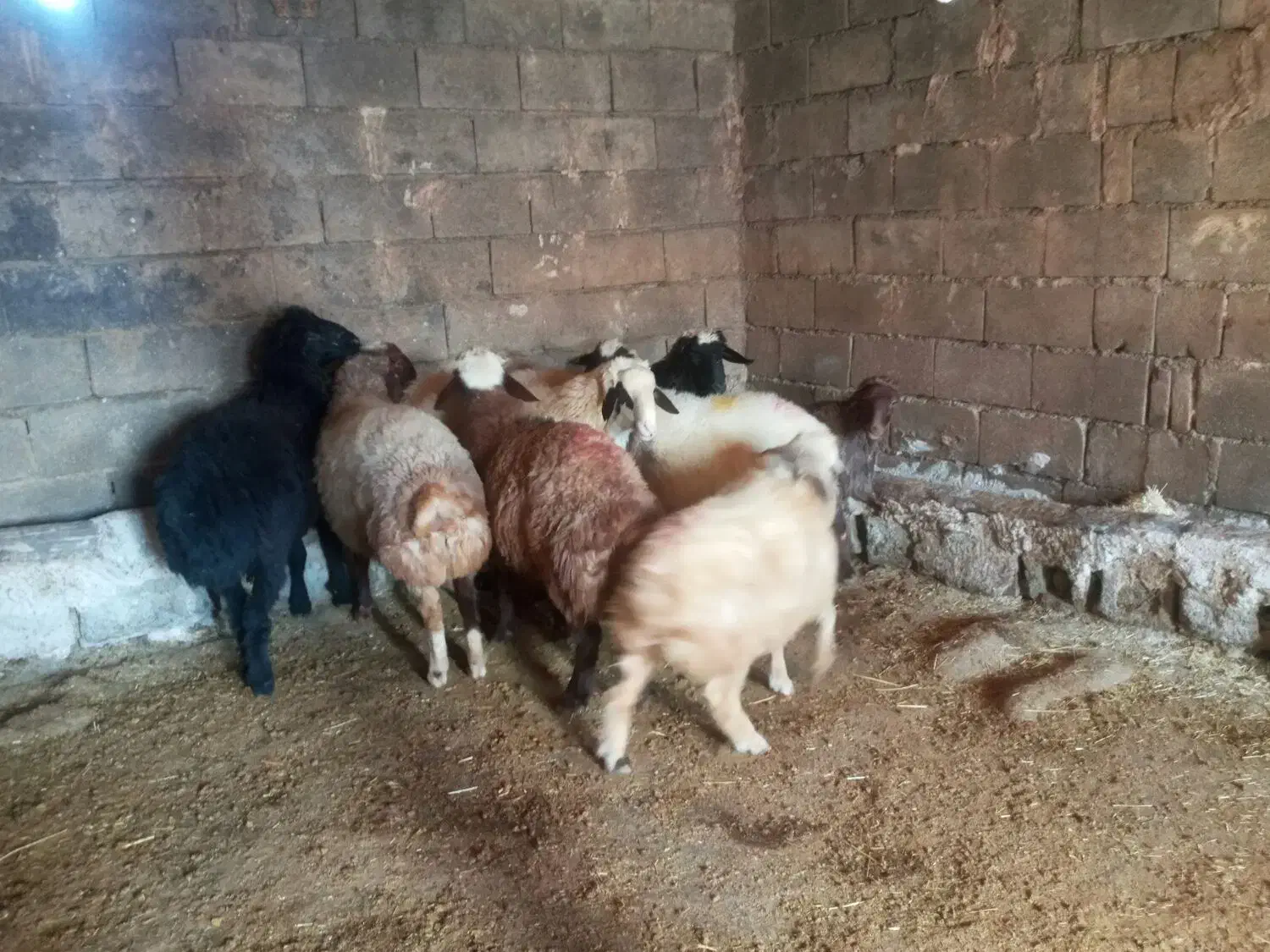 گوسفند|حیوانات مزرعه|نورآباد, |دیوار