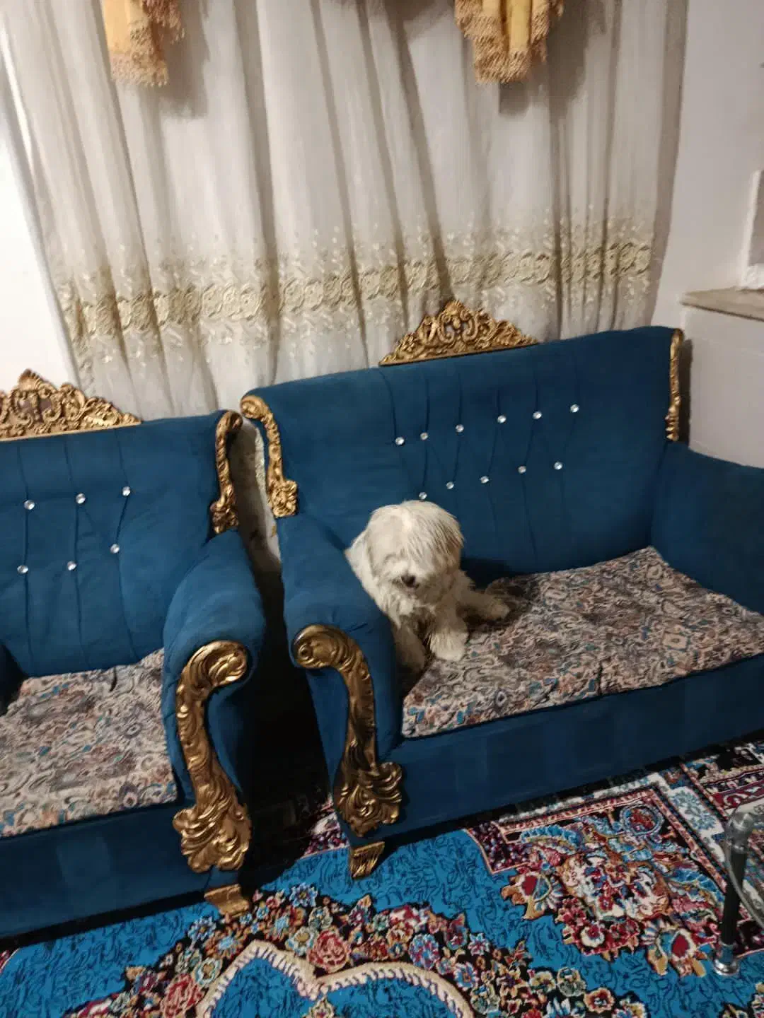 سگ پشمالو|سگ|سنندج, |دیوار