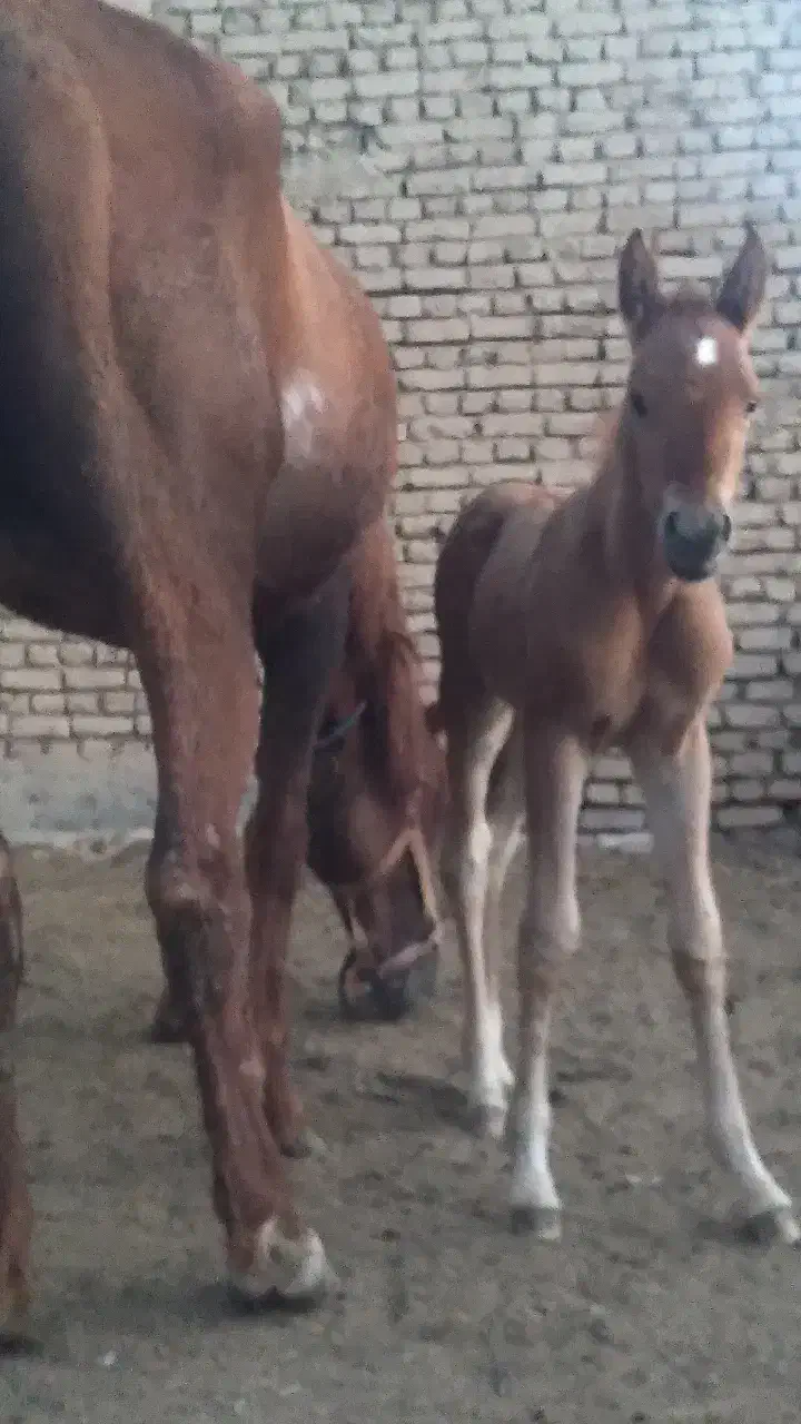 کره نریان ۶ماهه دره شوری|اسب و تجهیزات اسب‌سواری|گلپایگان, |دیوار