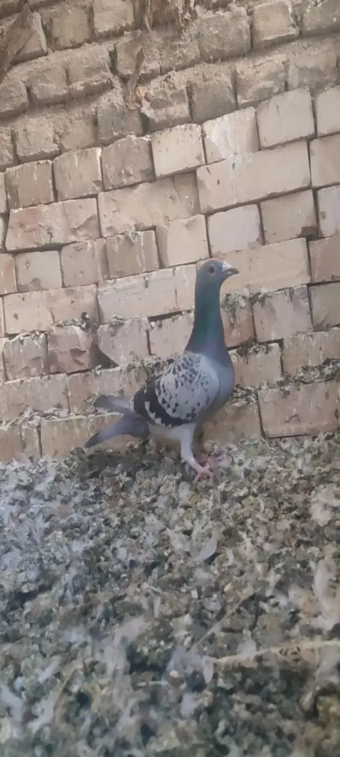 سبز المان مسافتی|پرنده|نیشابور, چمبران|دیوار