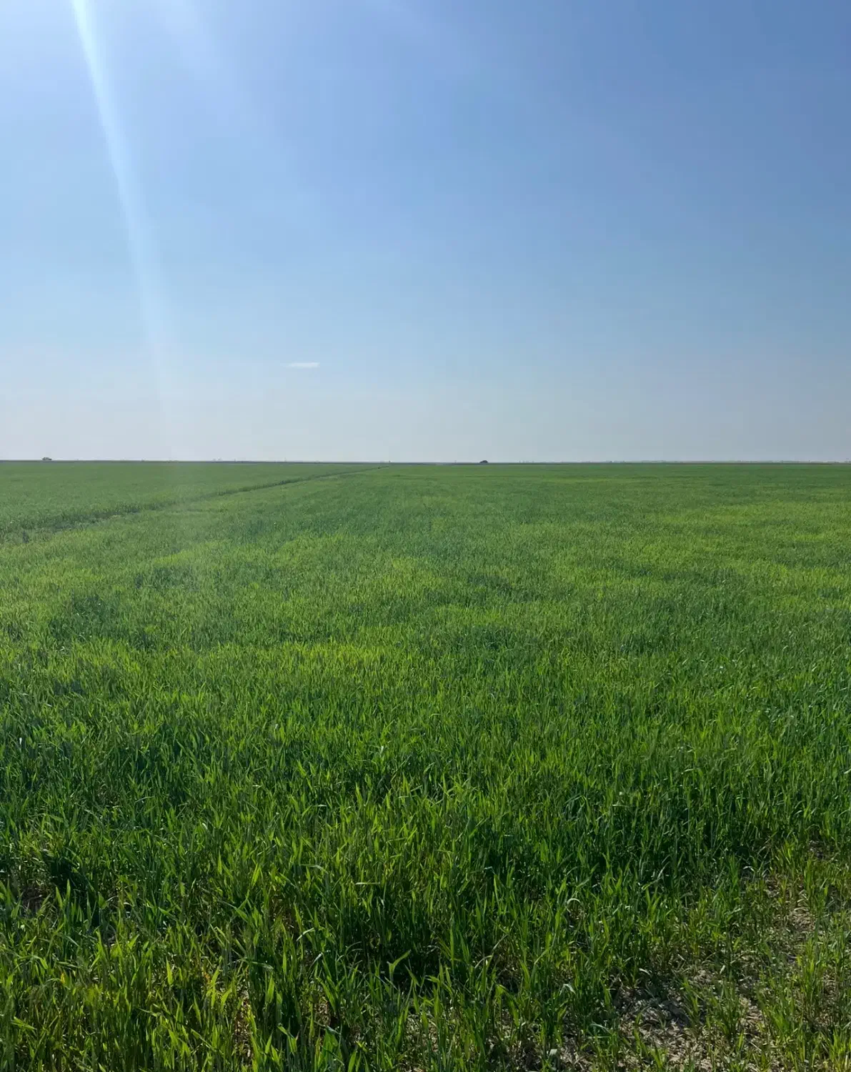 زمین کشاورزی با سند شش دانگ|فروش زمین و ملک کلنگی|بندر ترکمن, |دیوار