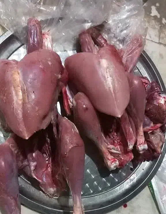 بوقلمون گوشتی|حیوانات مزرعه|قم, نیروگاه|دیوار