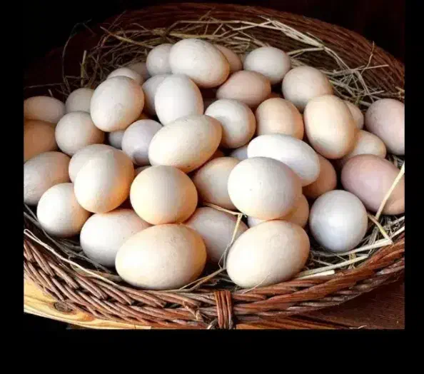 تخم مرغ محلی|حیوانات مزرعه|شوط, |دیوار