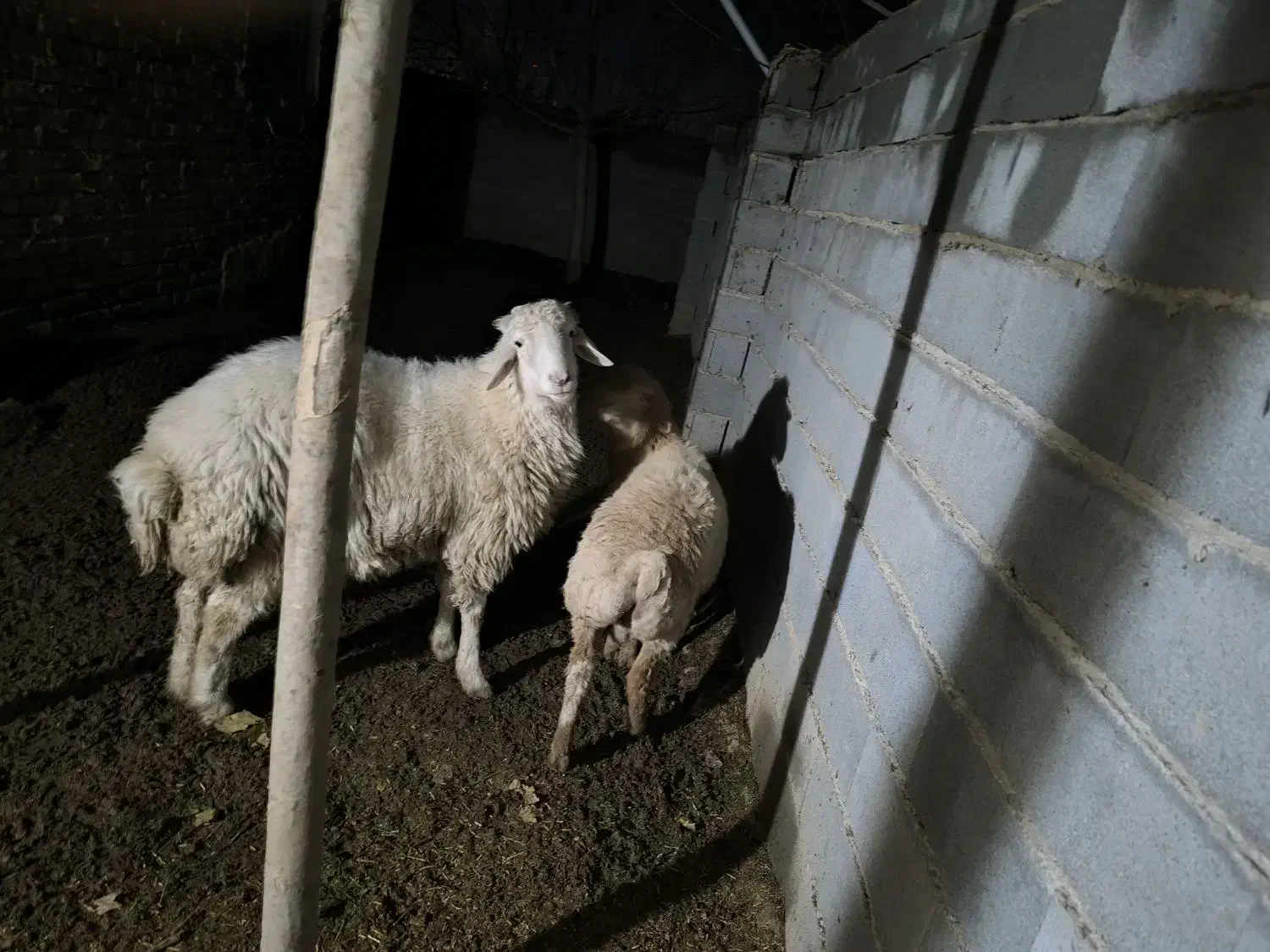 بره نر|حیوانات مزرعه|آشخانه, |دیوار