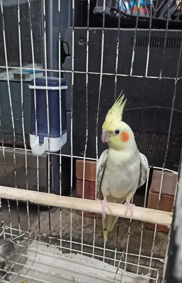 طوطی عروس هلندی|پرنده|نقده, |دیوار