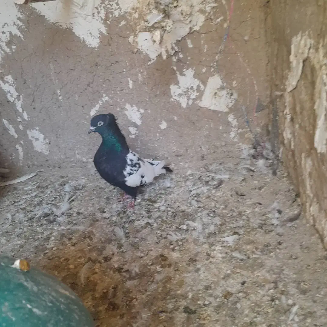 کبوتر شهرستانی|پرنده|هشتگرد, قاسم آباد بزرگ|دیوار