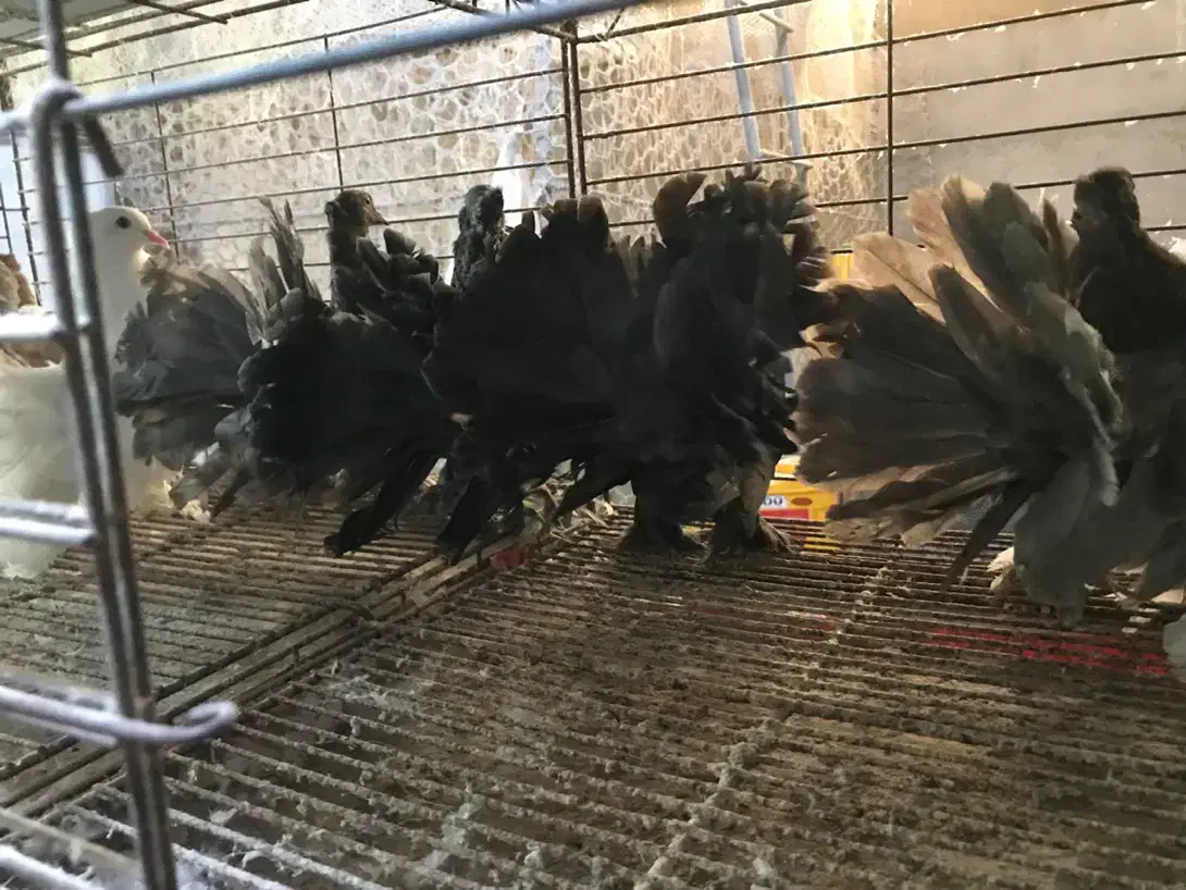 کبوتر زینتی چتری|پرنده|بابل, |دیوار