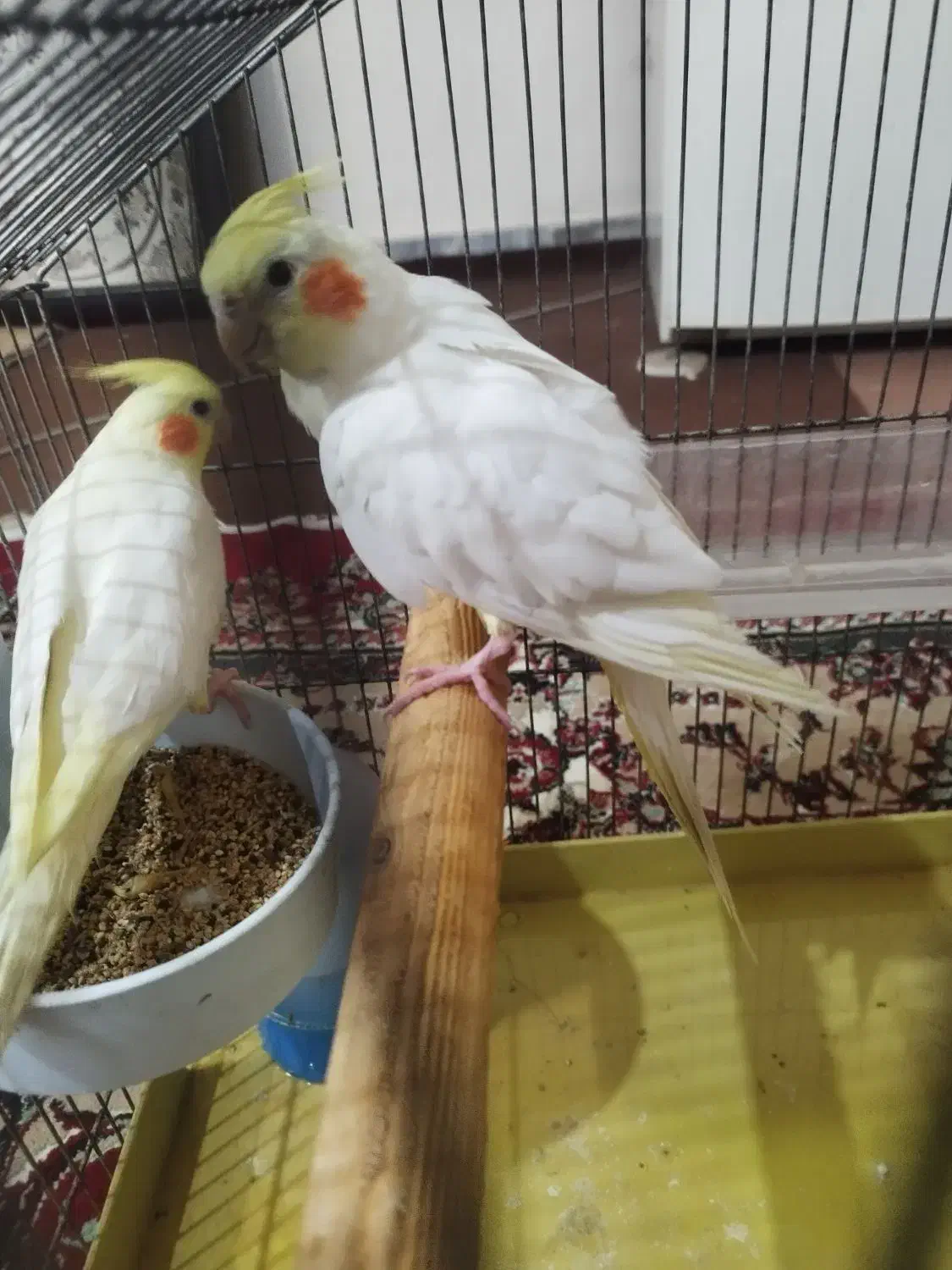 یه جفت نر و ماده عروس خوشکل کشیده|پرنده|فردیس, شهرک ارم|دیوار