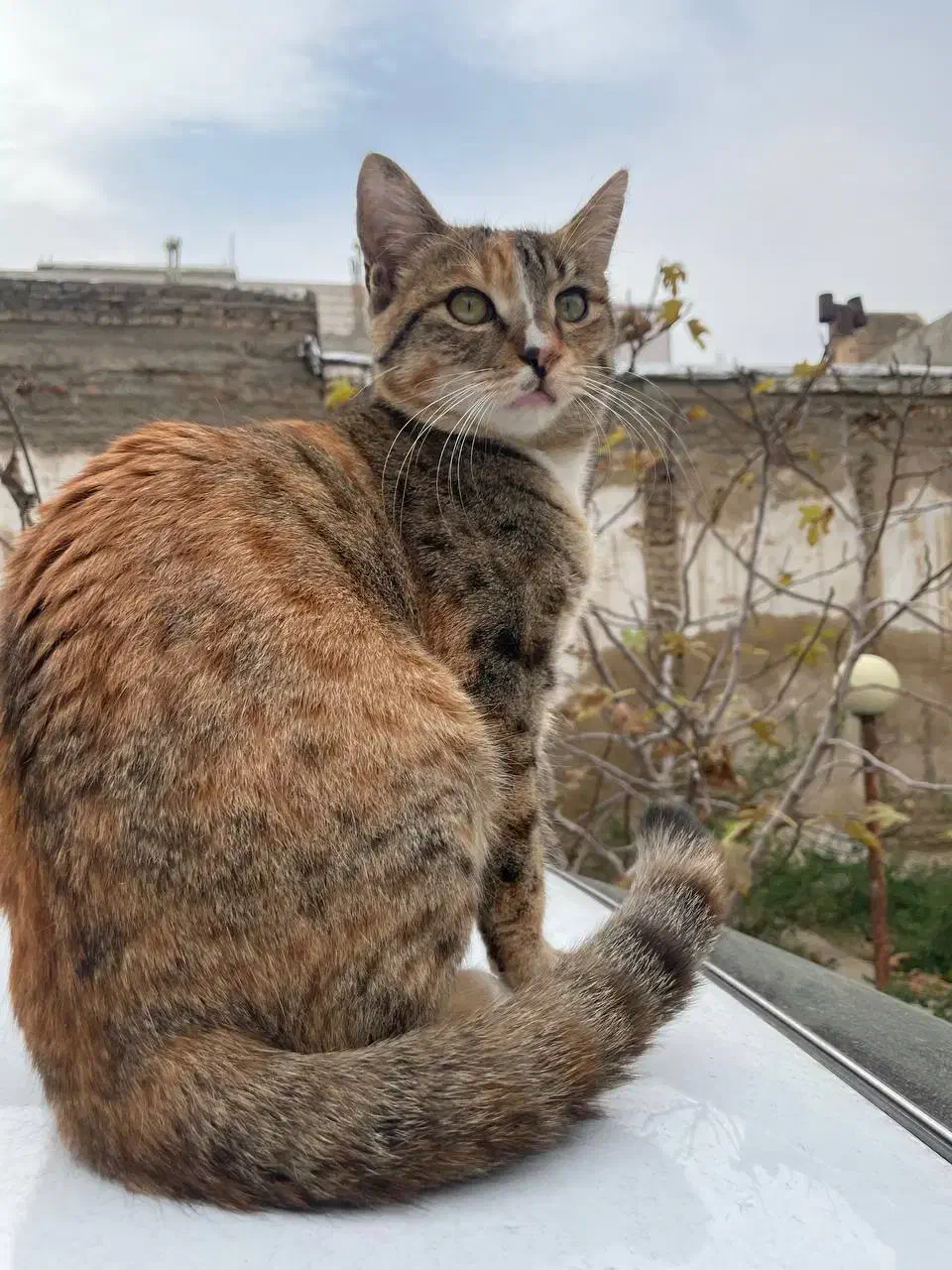 ۳گربه خانگی|گربه|میاندوآب, |دیوار