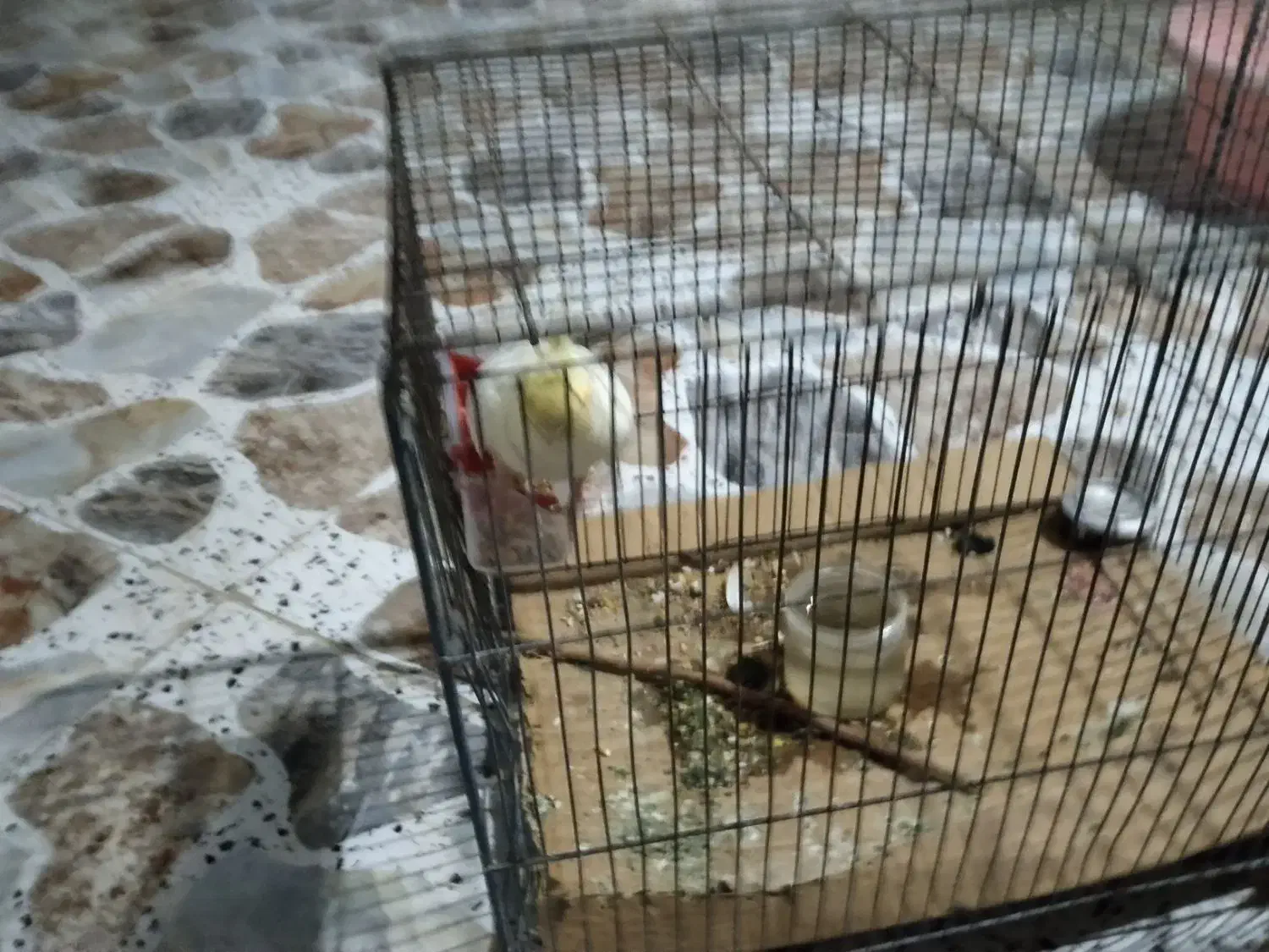 مایل به معاوزه نیست|پرنده|خرمشهر, |دیوار