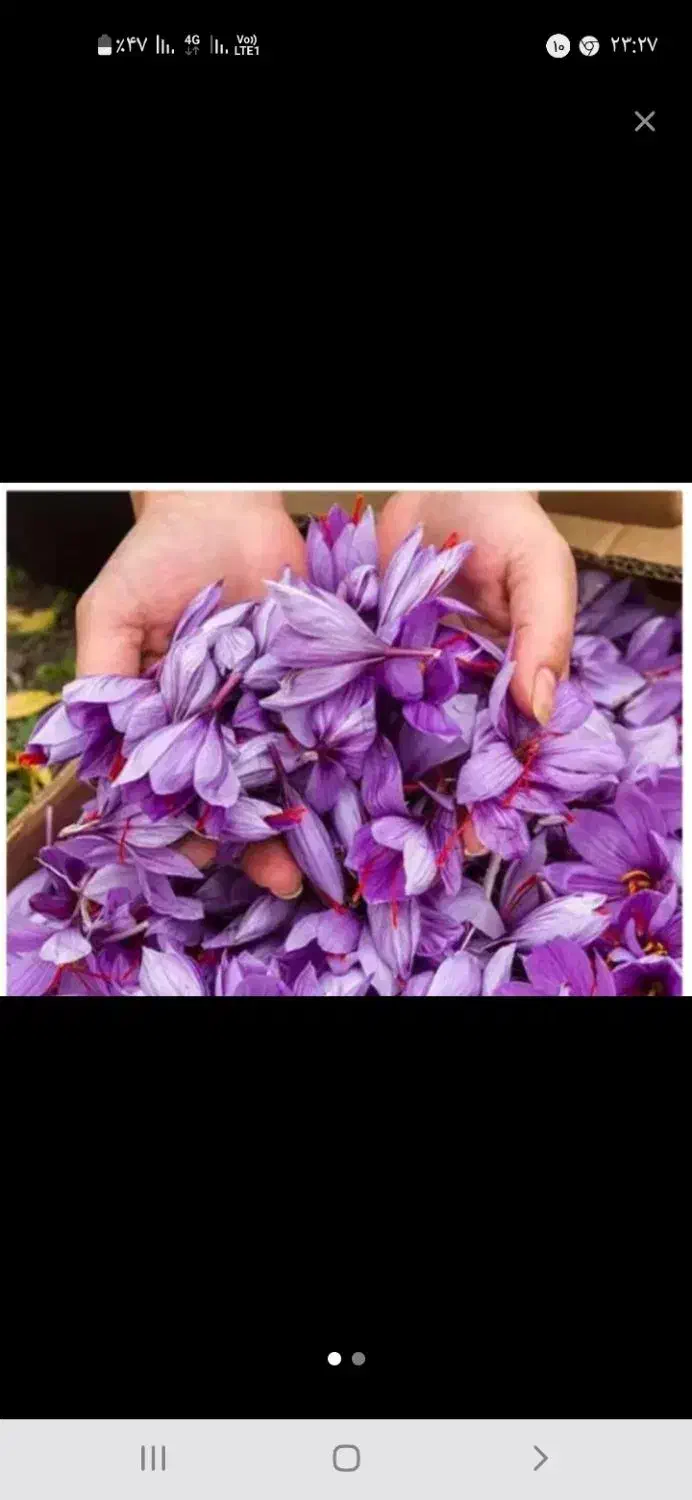توزیع گل زعفران و فروش|عمده‌فروشی|قوچان, |دیوار