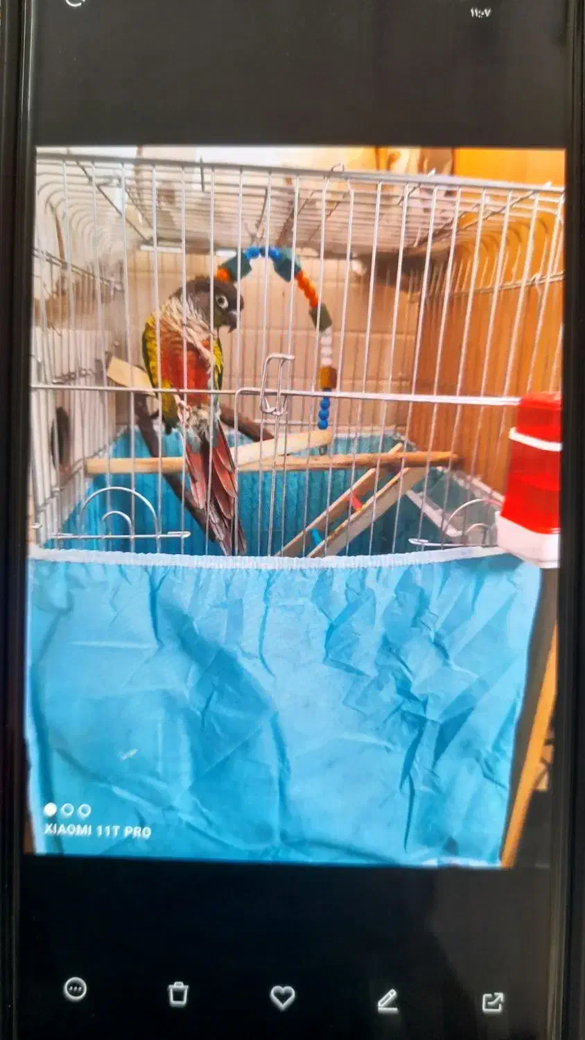 جفت گیرینجیک درجه یک|پرنده|یزد, |دیوار