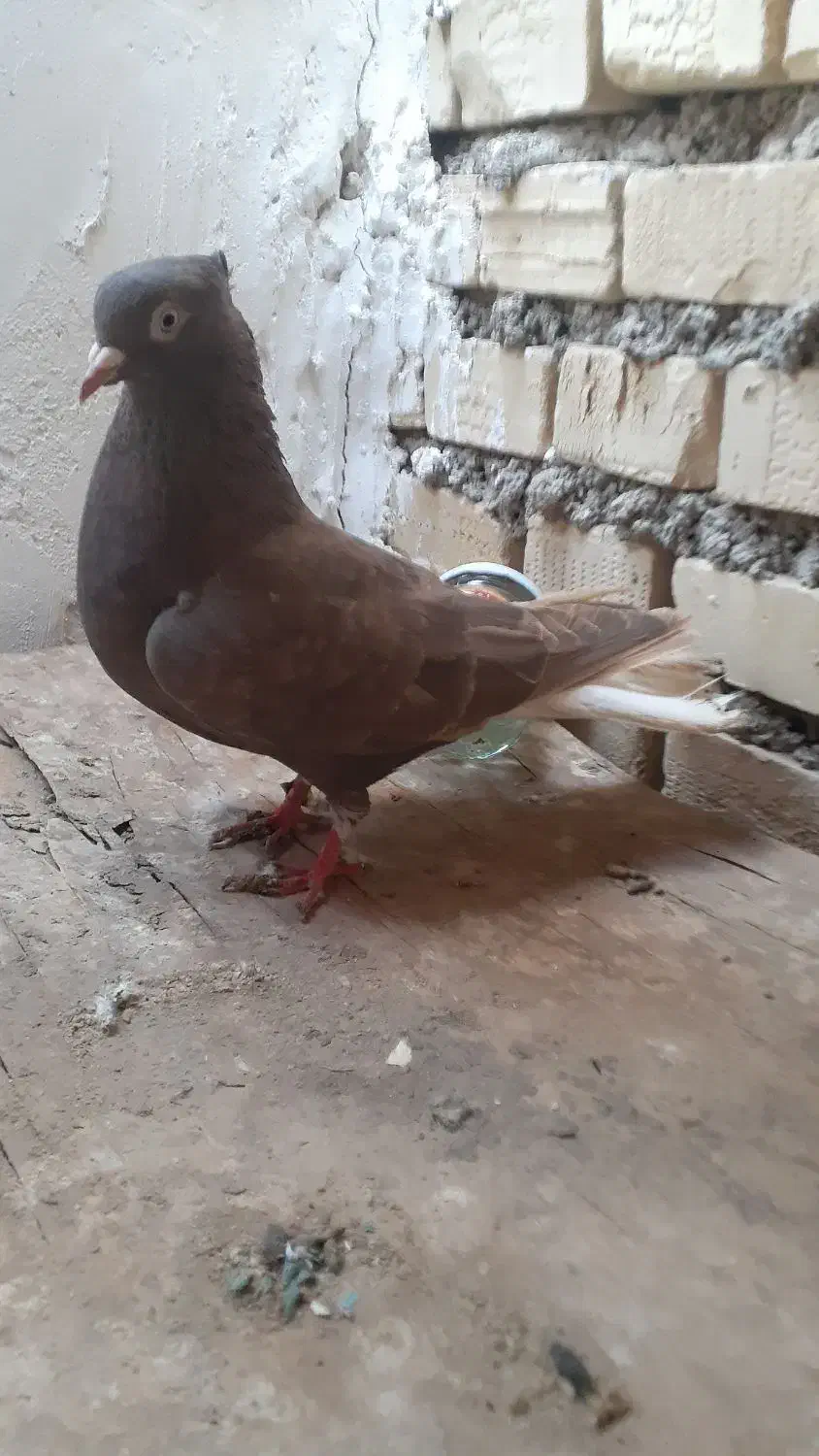 دم سفیدماده باکاغذی زردنر|پرنده|باوی, |دیوار