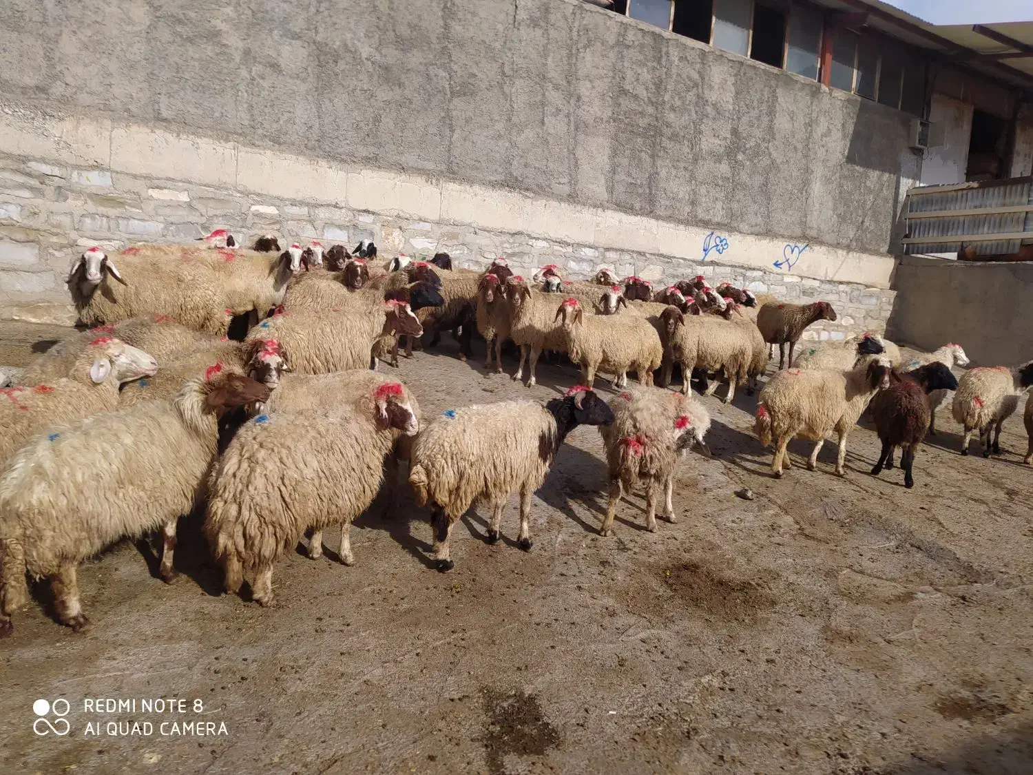 عمده فروشی تک فروشی گوسفندزنده میش وشیشک بز وتی بز|حیوانات مزرعه|خرمآباد, |دیوار