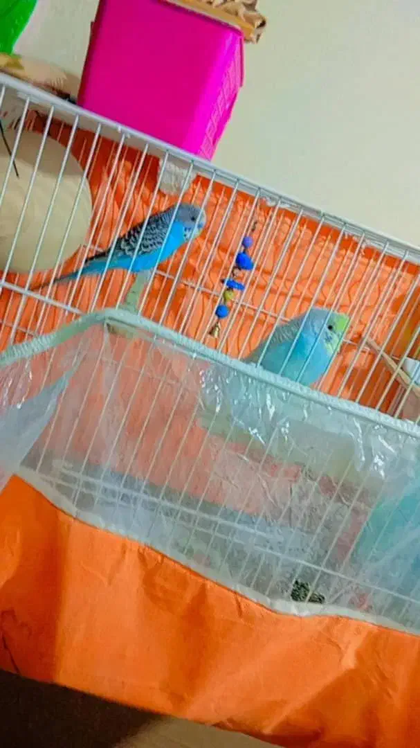 مرغ عشق|پرنده|ایرانشهر, |دیوار