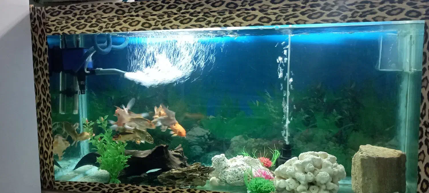 آکواریوم|ماهی|محمدشهر, عباس آباد|دیوار