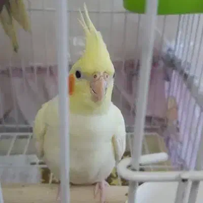 عروس هلندی جفت سالم|پرنده|سنندج, |دیوار