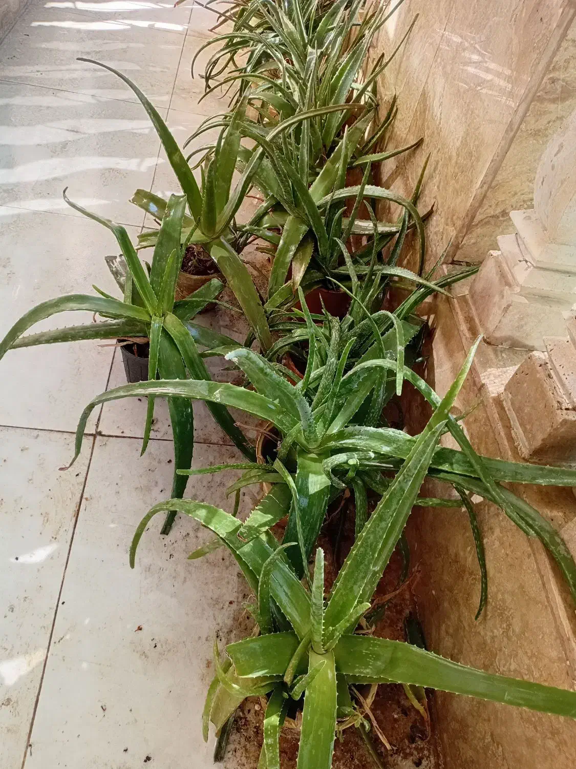 آلوئه ورا|گل و گیاه طبیعی|شیراز, شهرک مهدیآباد|دیوار