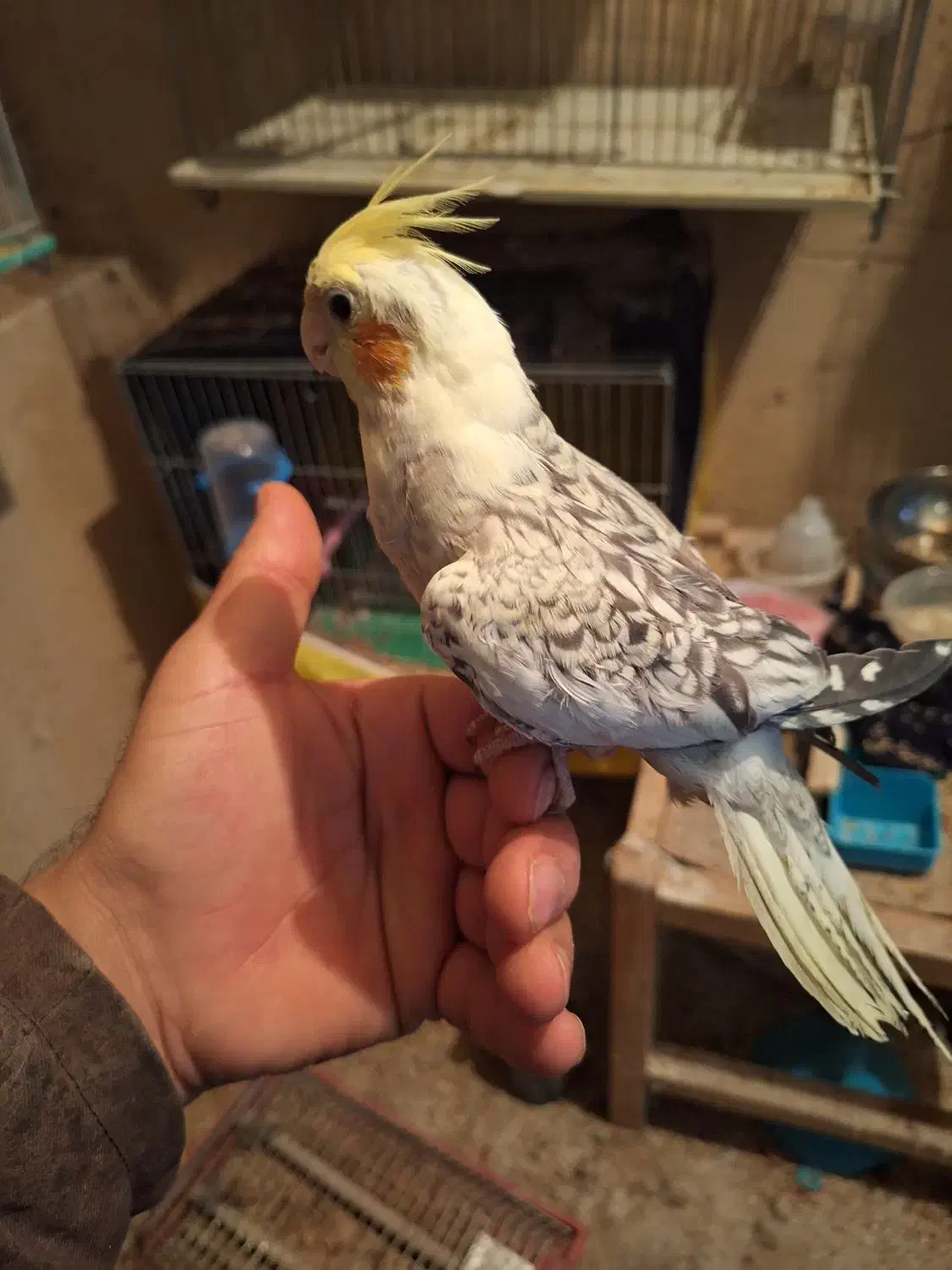 عروس هلندی ماده|پرنده|جونقان, |دیوار