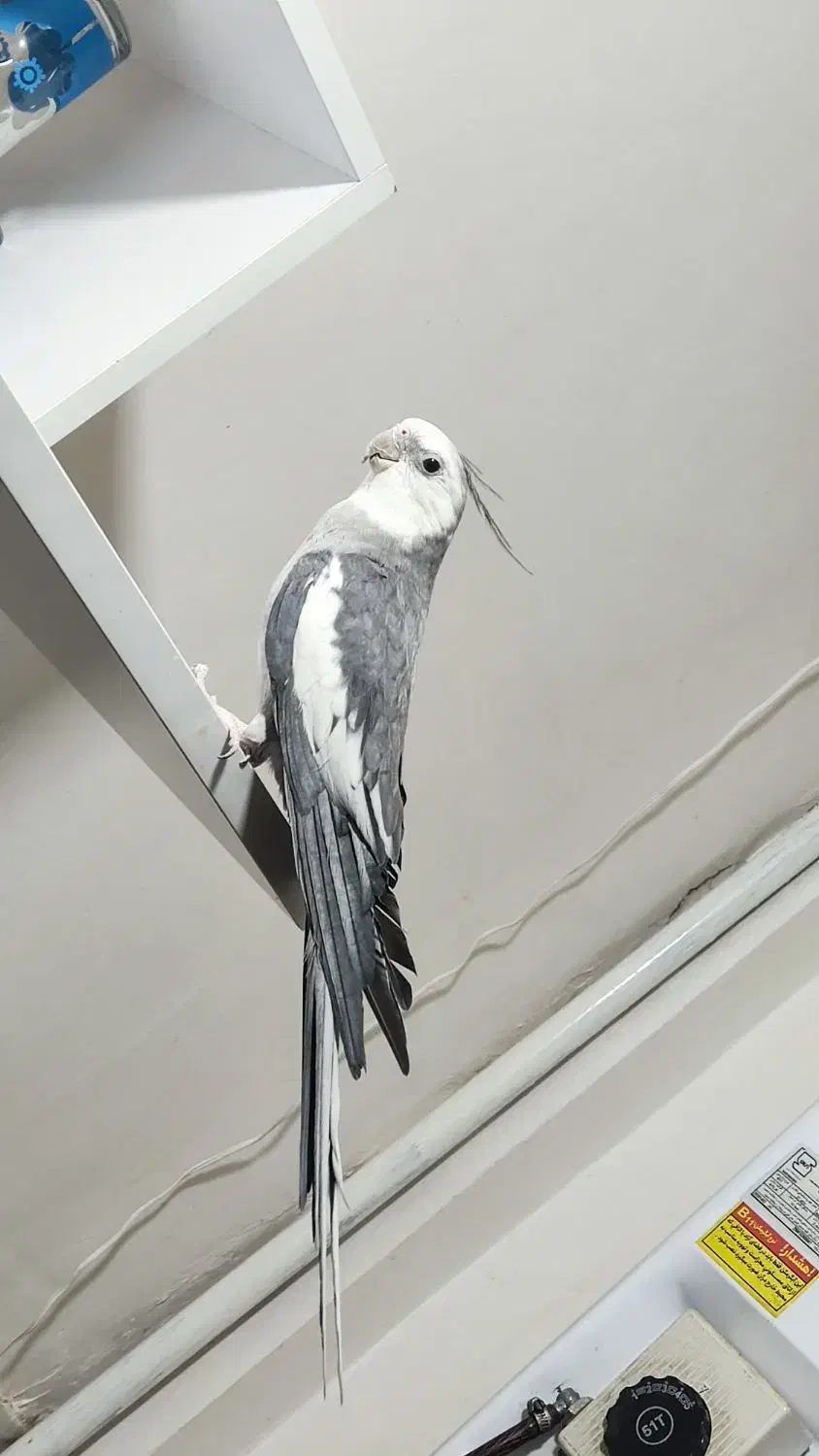 عروس هلندی مولد|پرنده|مشهد, امیرآباد|دیوار