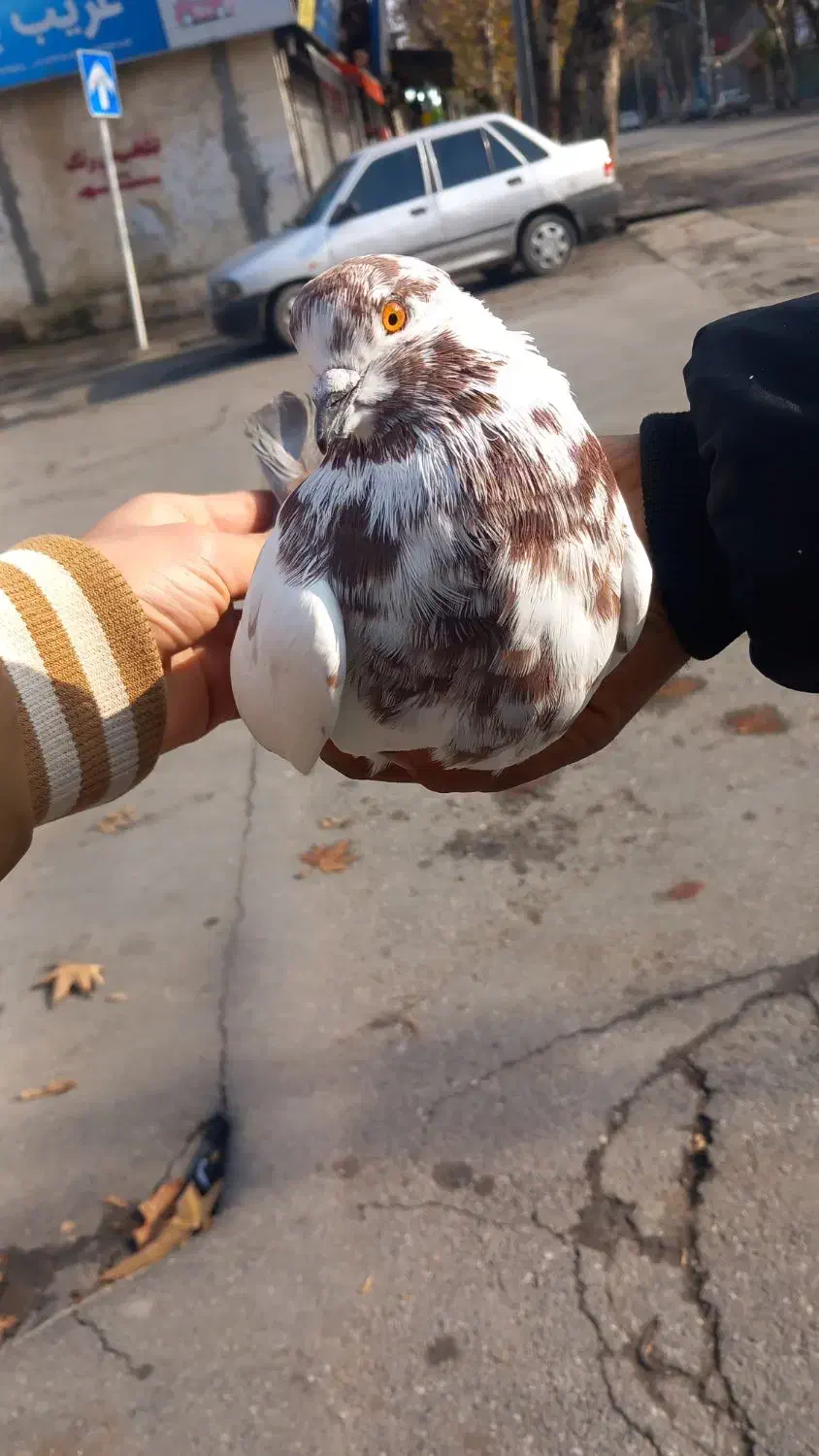 کفتر|پرنده|گرگان, |دیوار