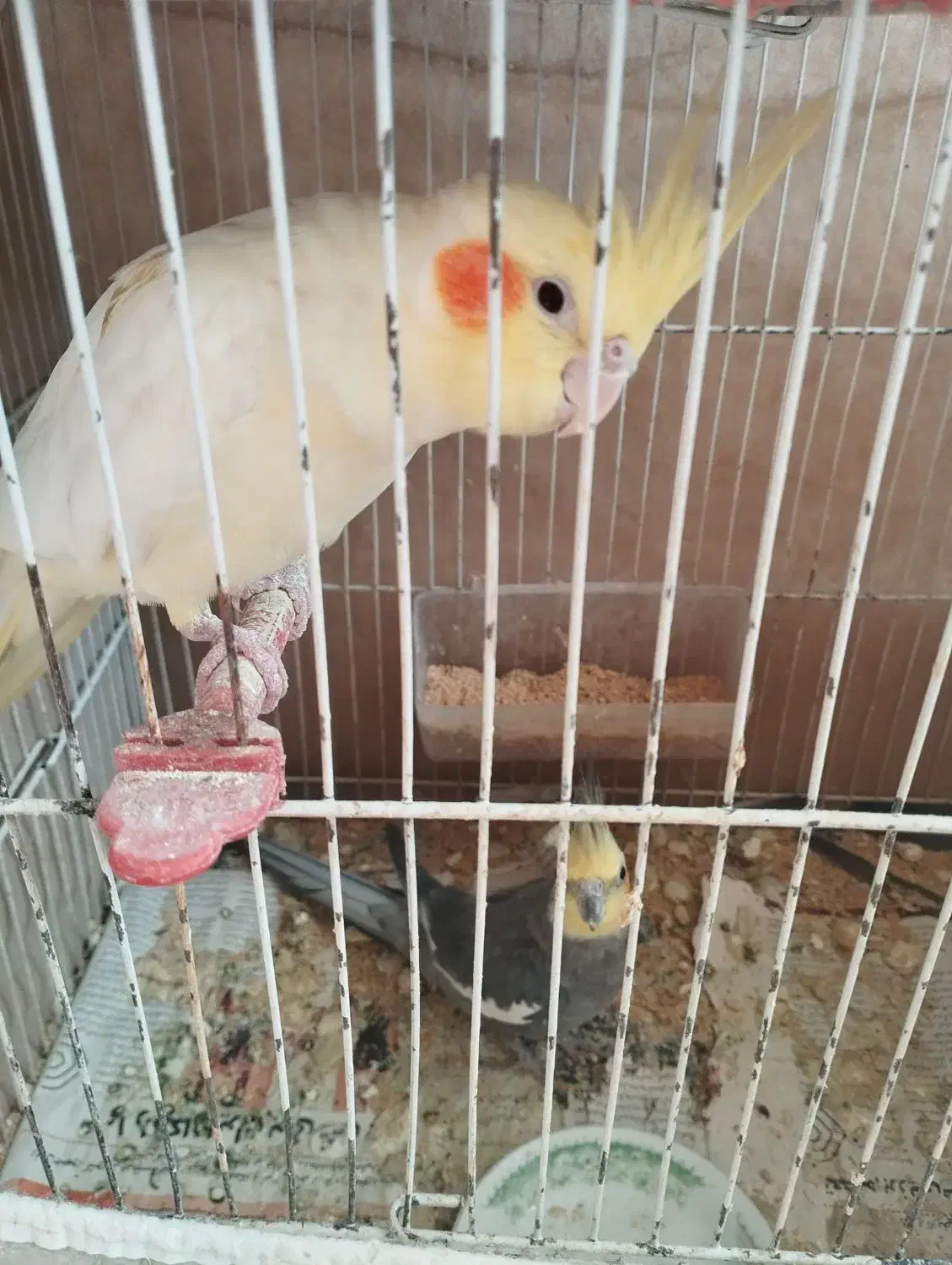 عروس هلندی|پرنده|تربت جام, یحیی آباد|دیوار