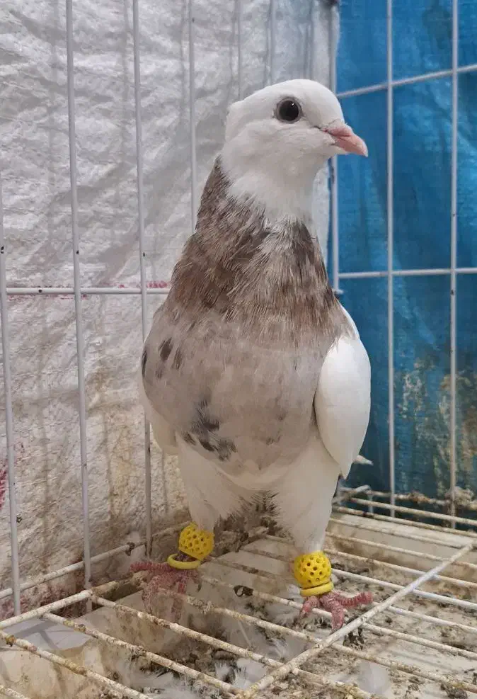 طوقی جوانه|پرنده|گنبد کاووس, |دیوار