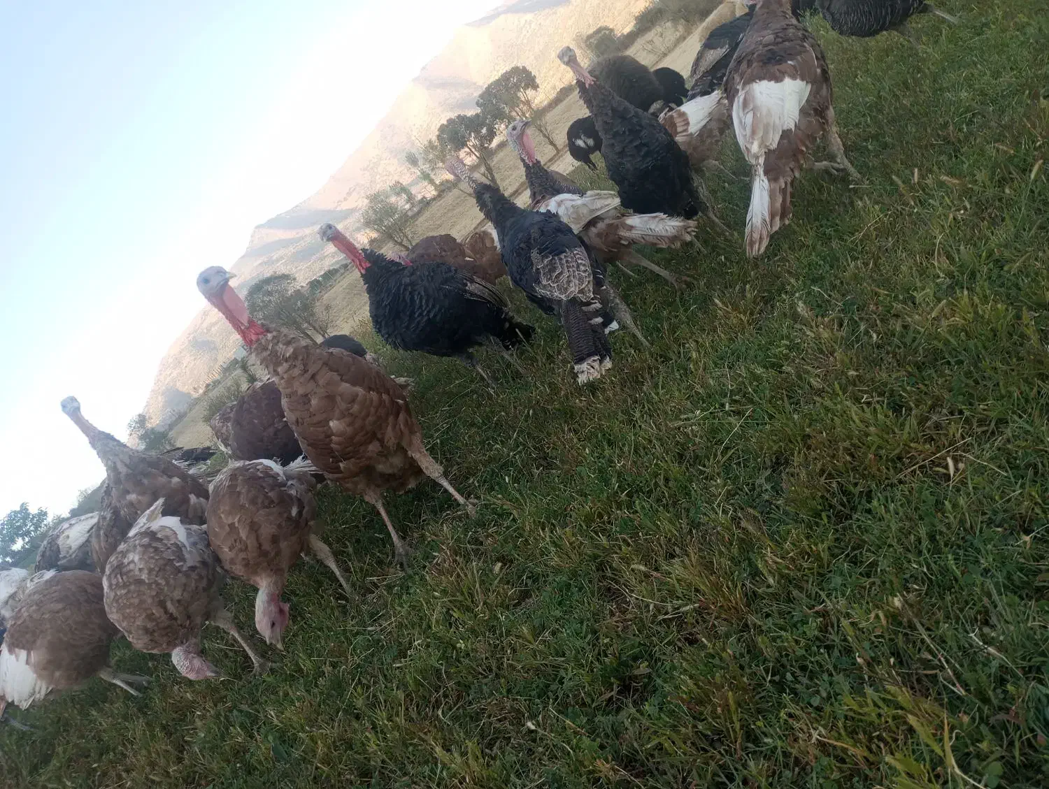 بوقلمون محلی|حیوانات مزرعه|بانه, |دیوار