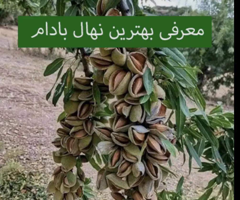 نهال بادام منقا پربار در نهالستان پاشاپور|گل و گیاه طبیعی|تبریز, |دیوار