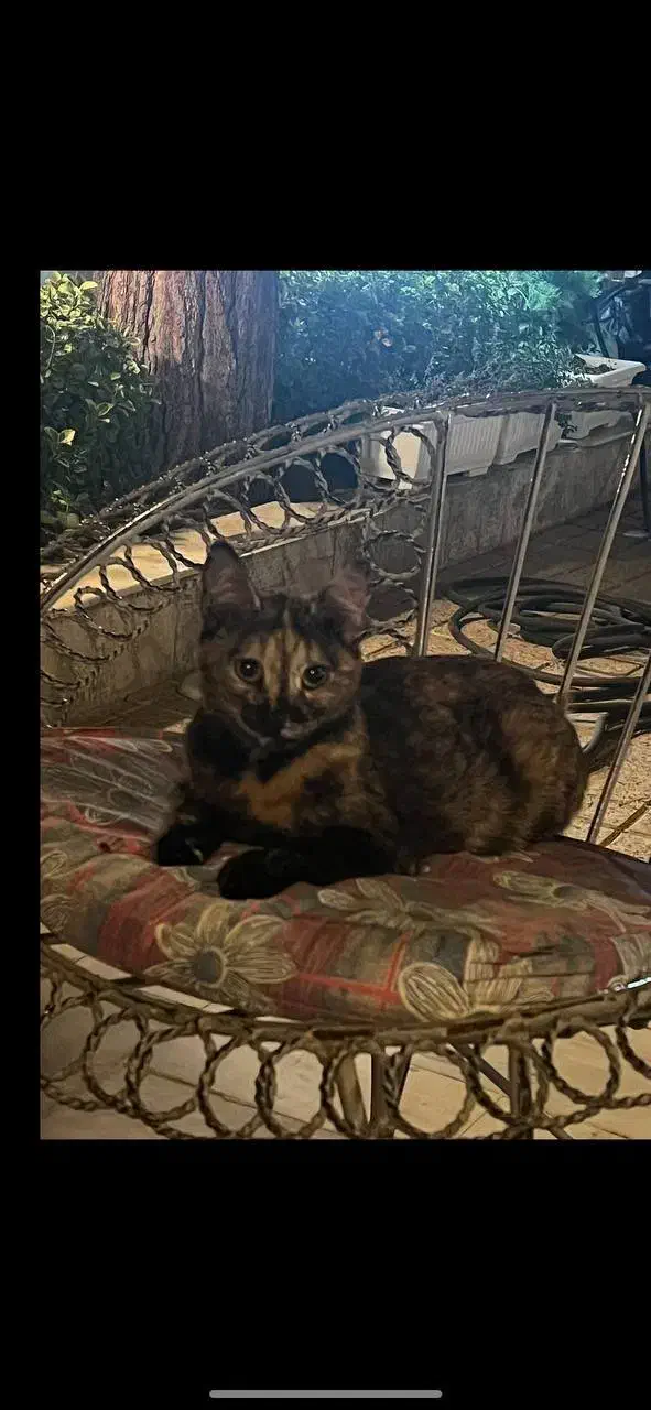 گربه|گربه|تهران, شهرآرا|دیوار