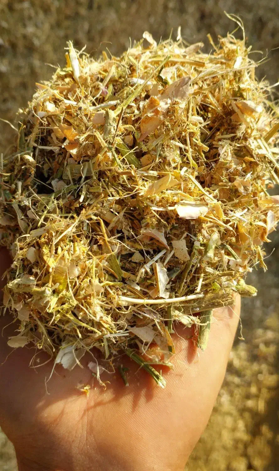 کاه لوبیا  درجه یک|خدمات باغبانی و درختکاری|آبیک, |دیوار