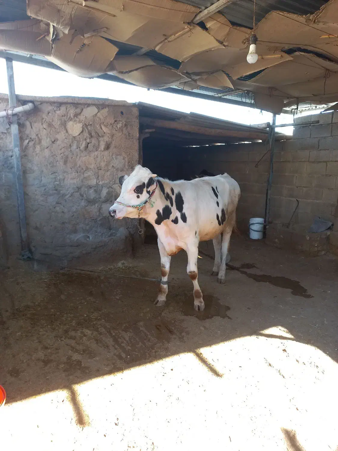 گاو نر 300کیلویی|حیوانات مزرعه|مهران (ایلام), |دیوار