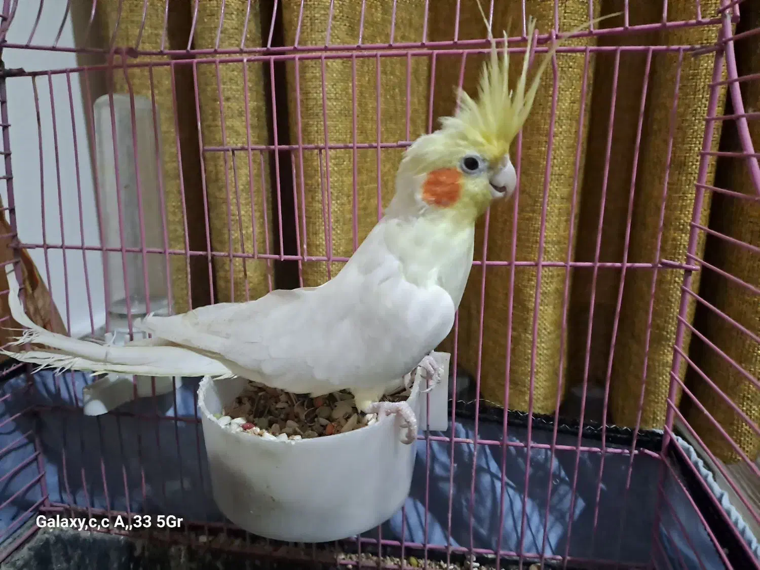 عروس هلندی نر جوان نژاد لوتینو|پرنده|نوشهر, |دیوار