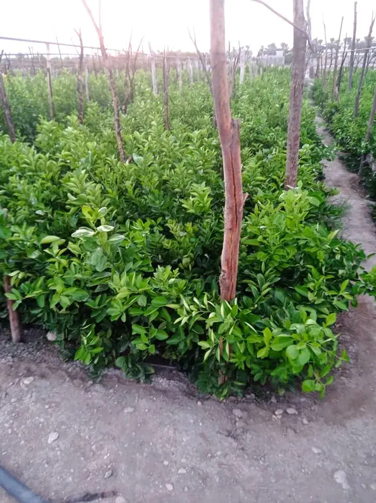 انواع نخل مجول پیارم برحی|خدمات باغبانی و درختکاری|لار, |دیوار