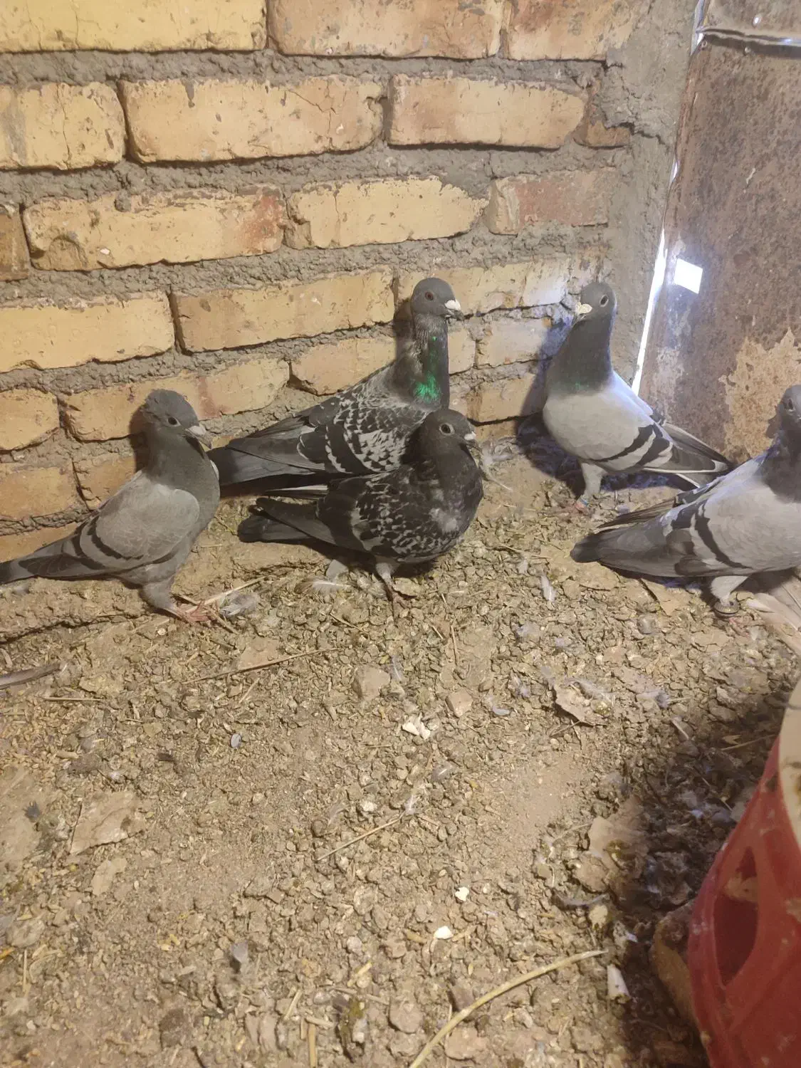 کبوتر مسافتی|پرنده|مرند, |دیوار