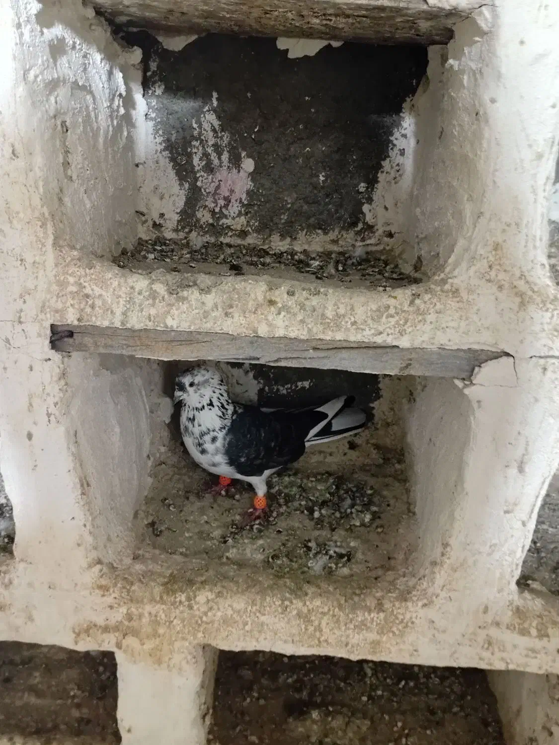 کبوتر|پرنده|خرمدره, |دیوار