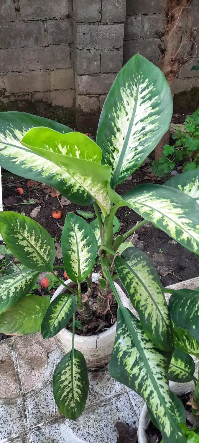 فروش گل دیفن باخیا|گل و گیاه طبیعی|خشکبیجار, |دیوار