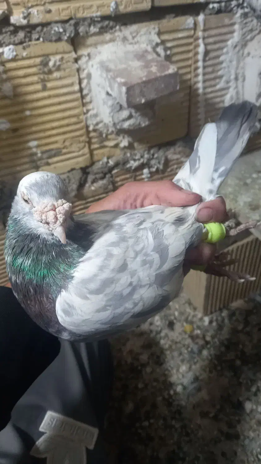 ۳ عدد نره پرشتی|پرنده|خرمآباد, |دیوار