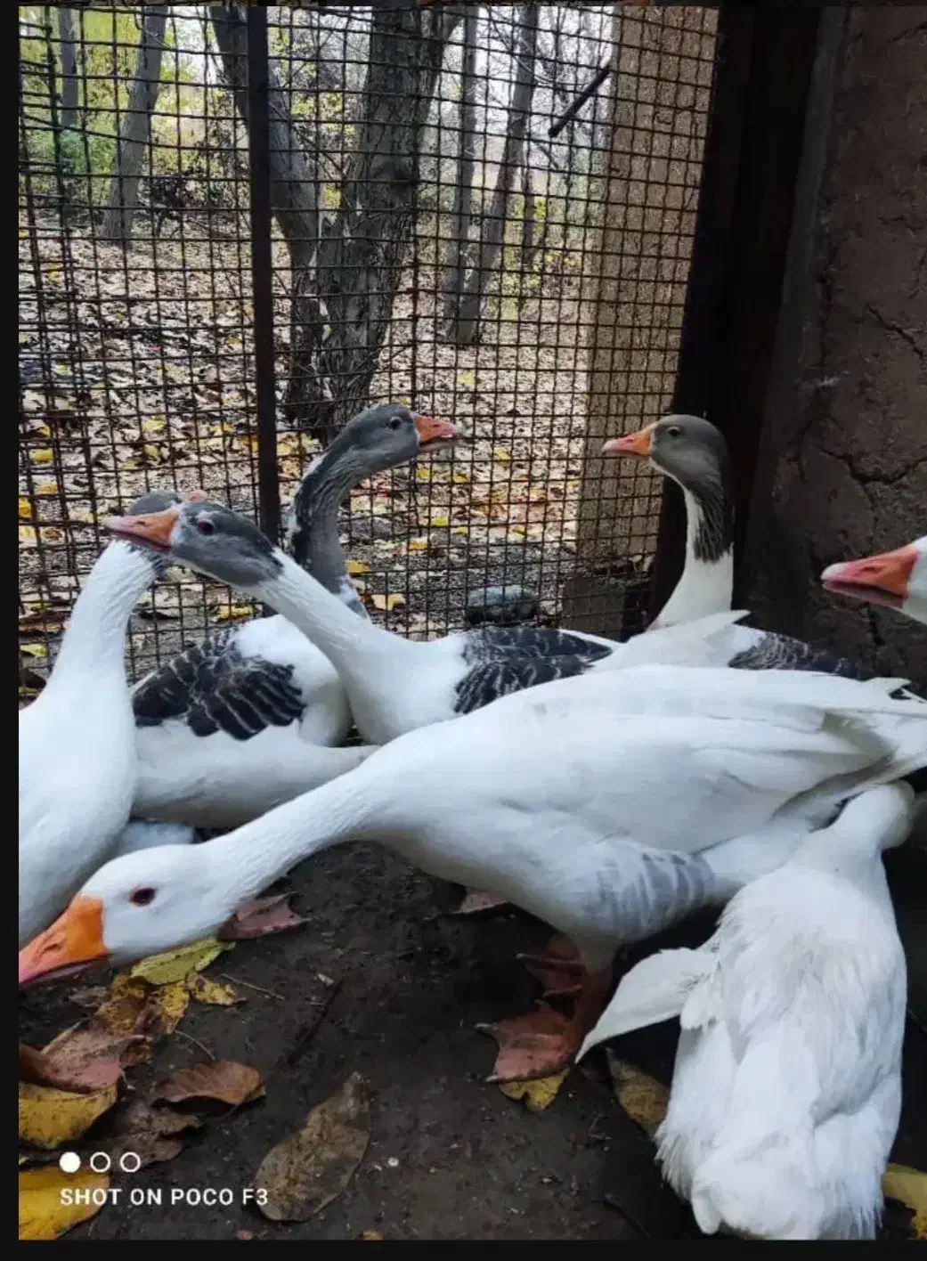 قاز محلی|حیوانات مزرعه|سروآباد, |دیوار