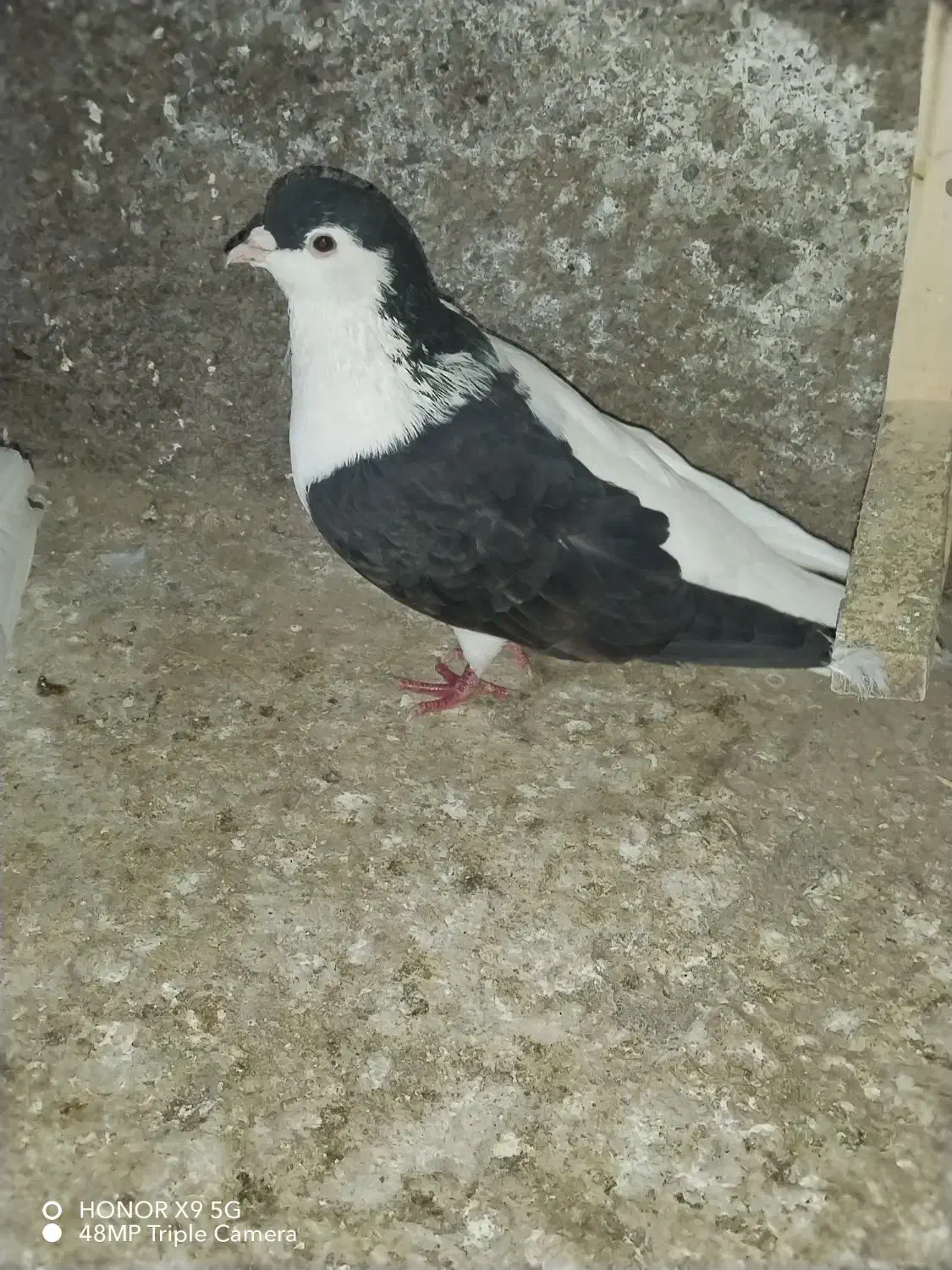 چپ سیاه وسفید|پرنده|نیشابور, دربقاضی|دیوار