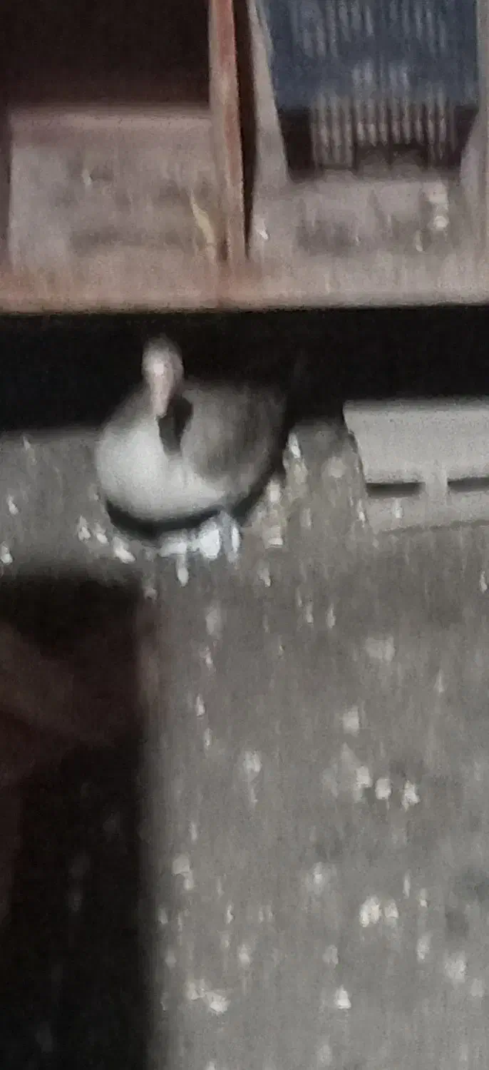 تخم غاز نطفه دار|حیوانات مزرعه|خان ببین, |دیوار