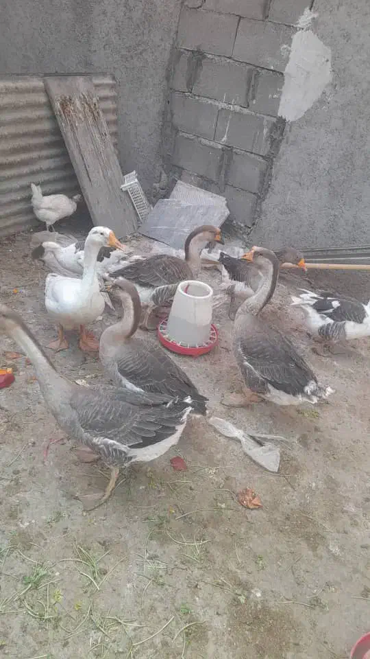 هفت عدد قوغاز بازدید اغاجاری|حیوانات مزرعه|امیدیه, |دیوار