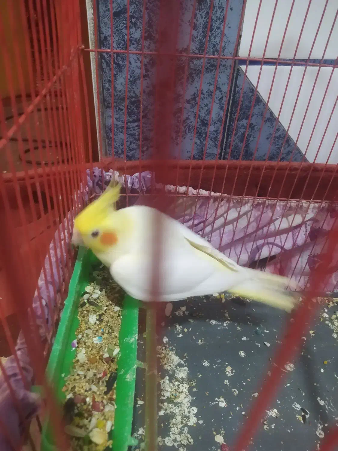 عروس هلندی لوتینو|پرنده|بندر ماهشهر, |دیوار